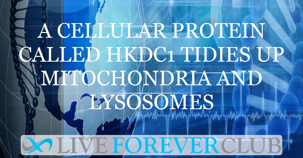 A cellular protein called HKDC1 tidies up mitochondria and lysosomes
