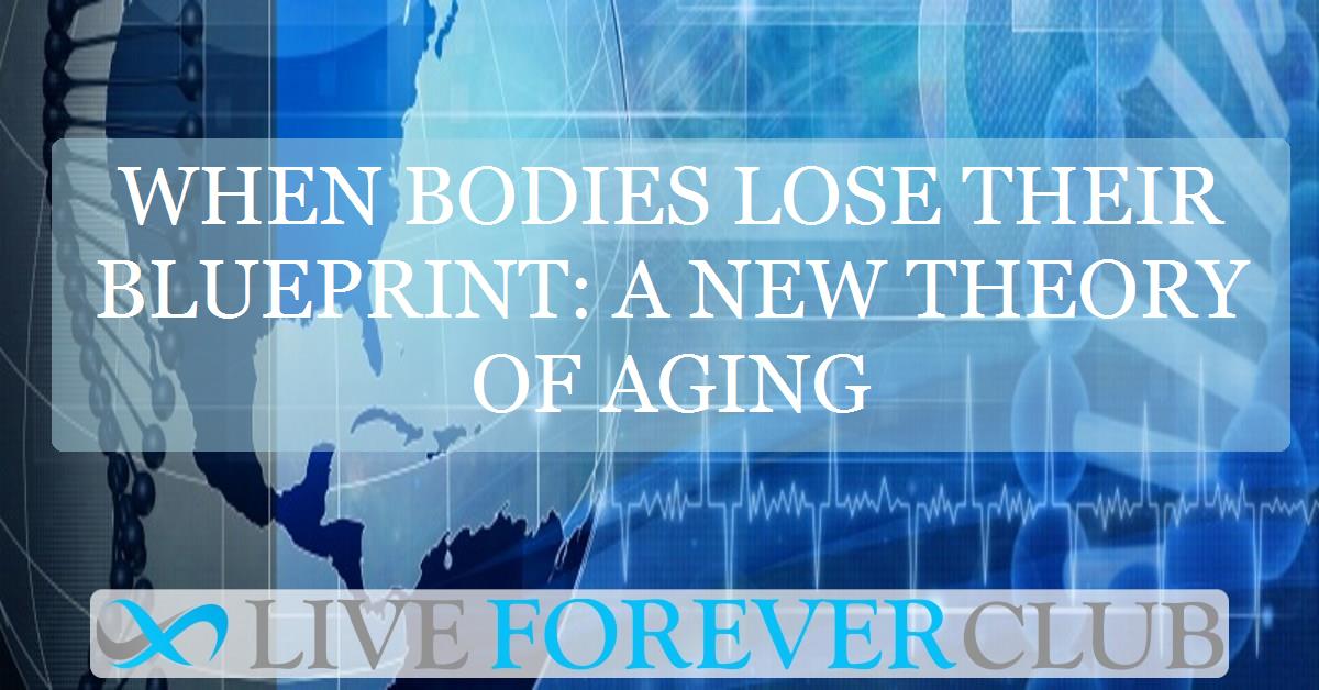 When bodies lose their blueprint: A new theory of aging
