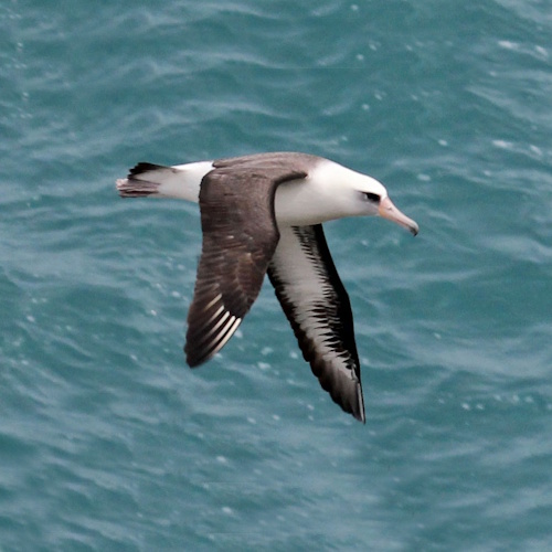 Wisdom the albatross defies age with a new egg at 74
