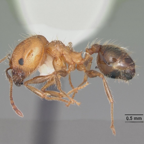 Tapeworm infestation flash-freezes ants, helping them stay young and live longer