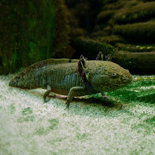 Axolotls, known for their regeneration skills, show early-life epigenetic ageing