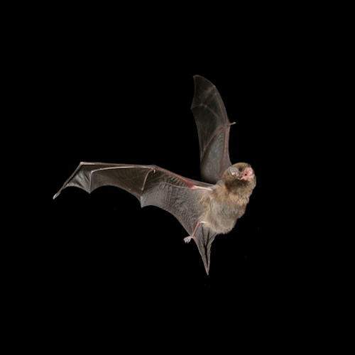 Study shows the link between hibernation and longer lifespans in bats
