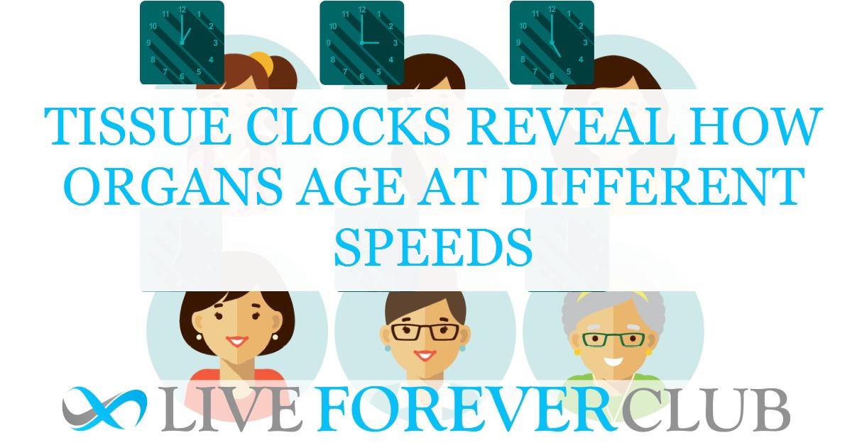 Tissue clocks reveal how organs age at different speeds