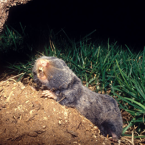Blind mole rats can prevent age-related chronic inflammation