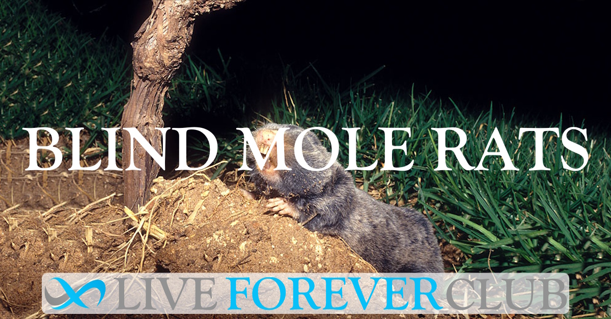 Blind Mole Rats
