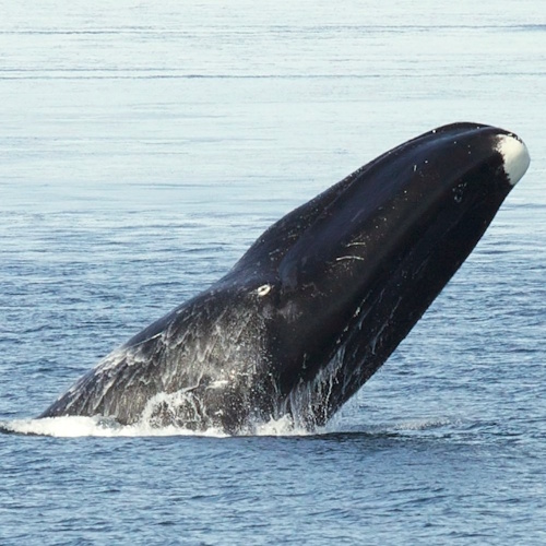 Unlocking longevity: lessons from the 200-year-old bowhead whale