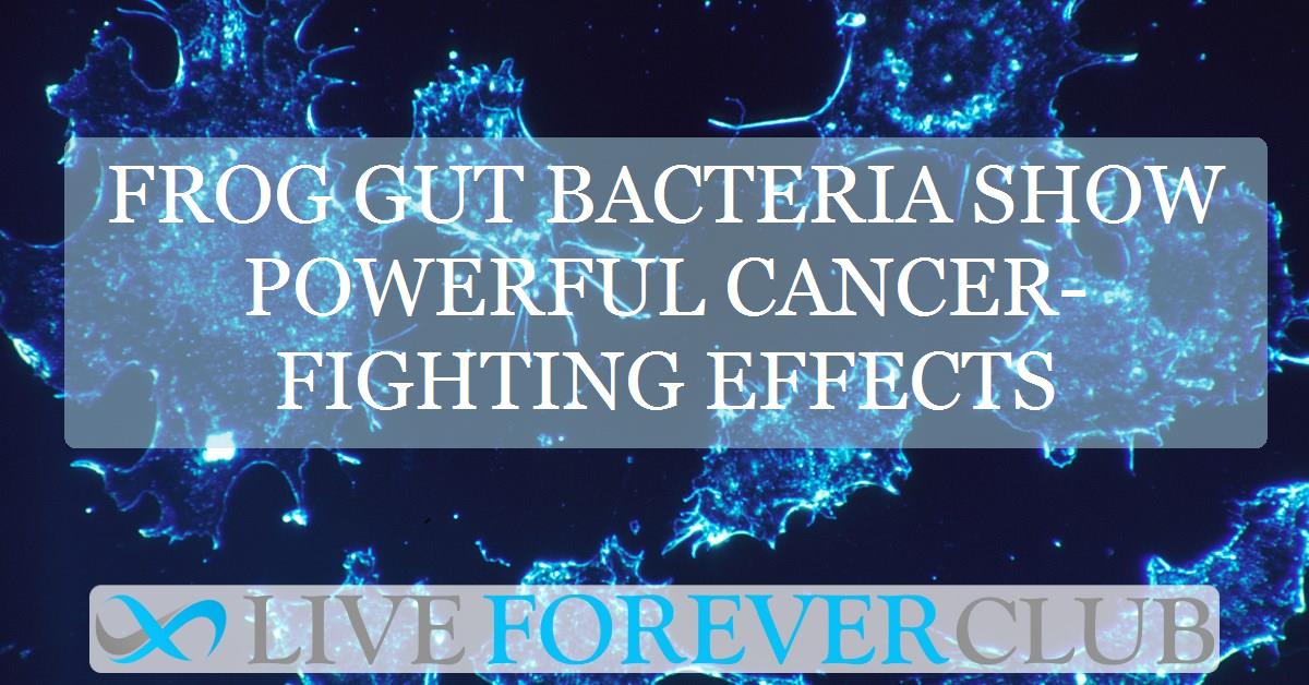 Frog Gut Bacteria Show Powerful Cancer-Fighting Effects
