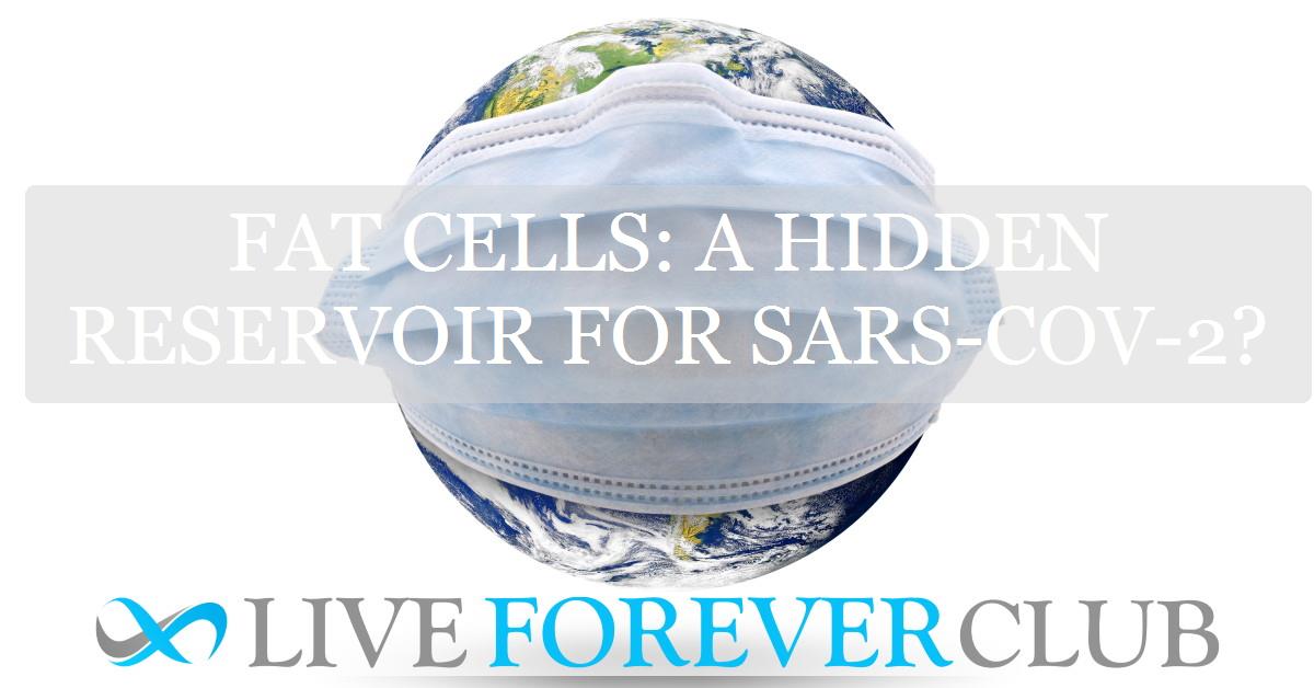 Fat Cells: A Hidden Reservoir for SARS-CoV-2?