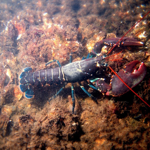 More Crustaceans information, news and resources