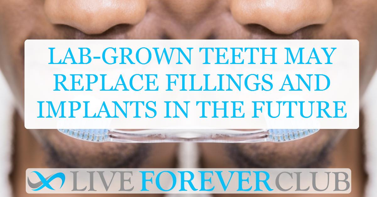 Lab-grown teeth may replace fillings and implants in the future