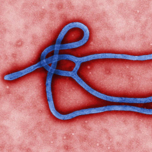 Two new Ebola drugs report a 90% survival rate