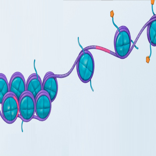 Most age clocks miss true biological ageing signs like inflammation and cell noise