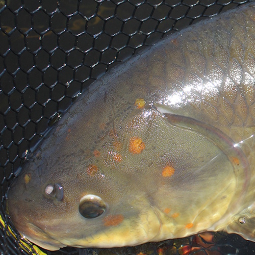 Some lake sturgeon in the Great Lakes could potentially live for more than 400 years