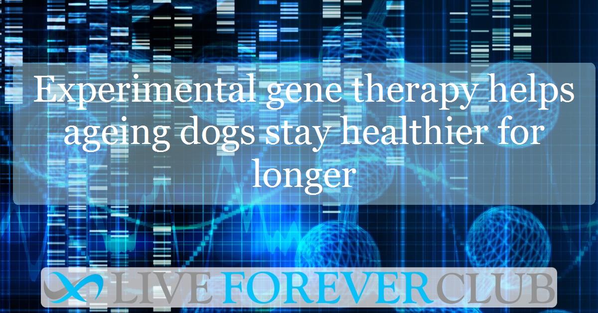 Experimental gene therapy helps ageing dogs stay healthier for longer