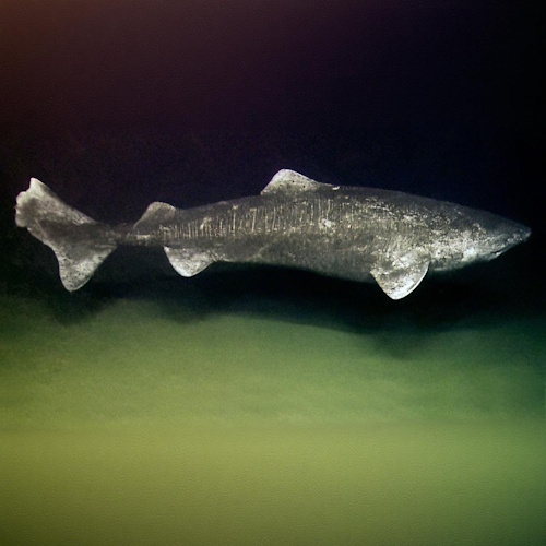400-year-old sharks could hold the secret to long life