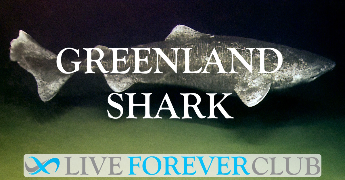 Greenland Shark