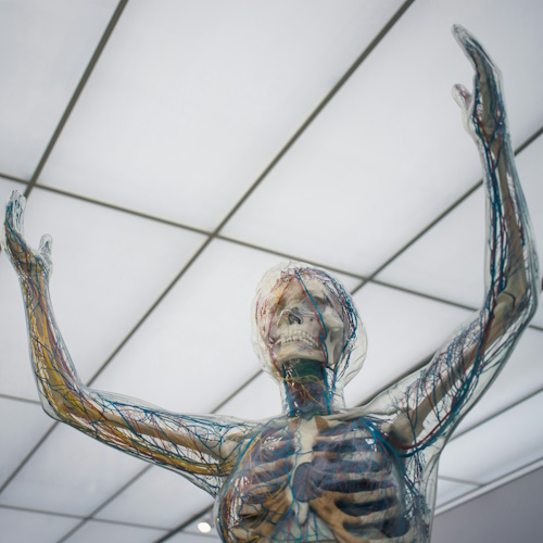 More Human Biology information, news and resources