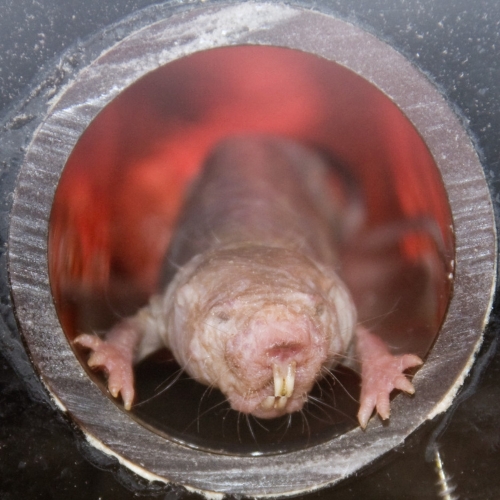 Tardigrade protein helps human cells mimic survival superpower