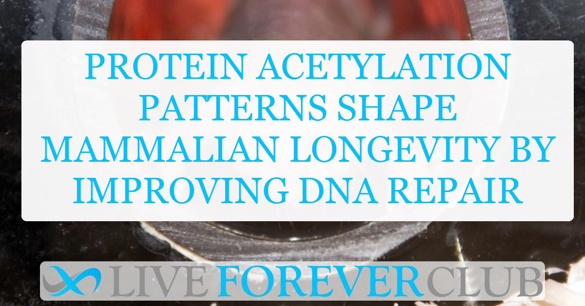 Protein acetylation patterns shape mammalian longevity by improving DNA repair