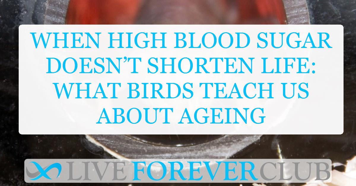 When high blood sugar doesn’t shorten life: What birds teach us about ageing