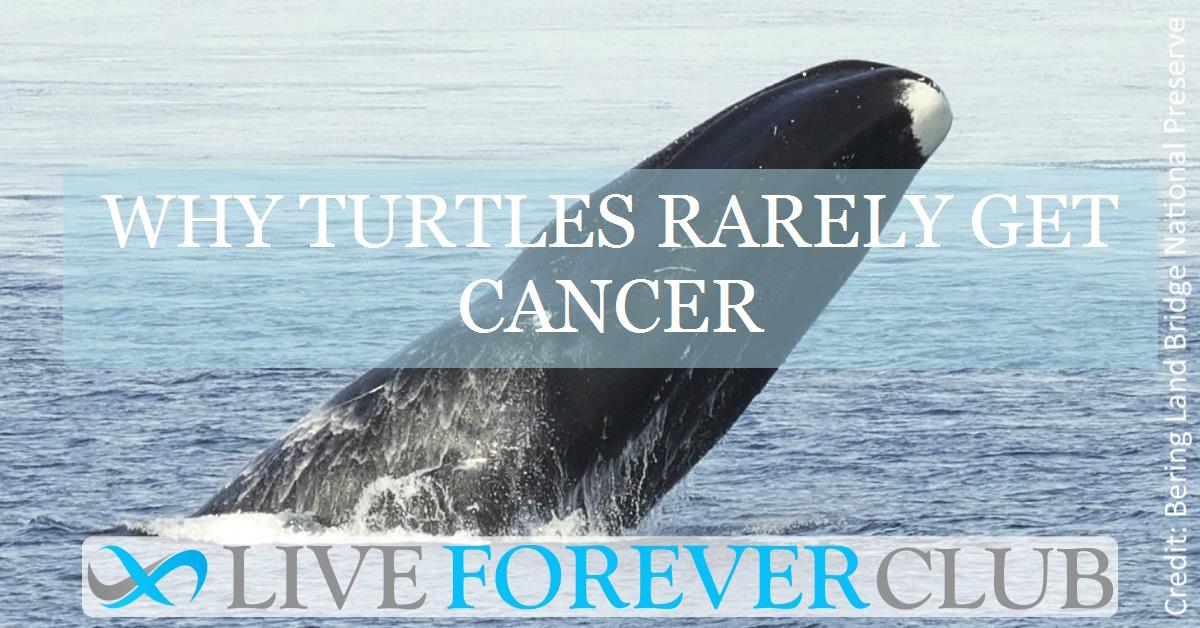 Why turtles rarely get cancer