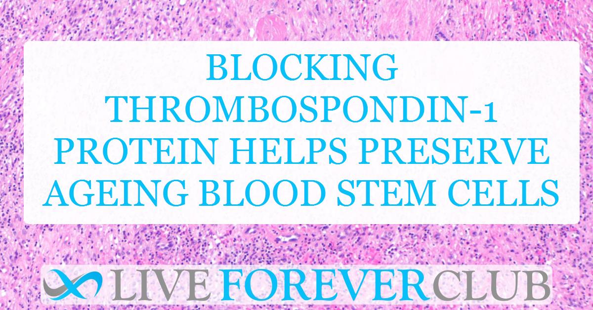 Blocking thrombospondin-1 protein helps preserve ageing blood stem cells