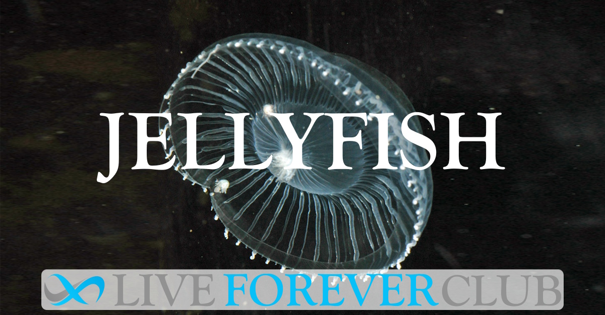 Jellyfish