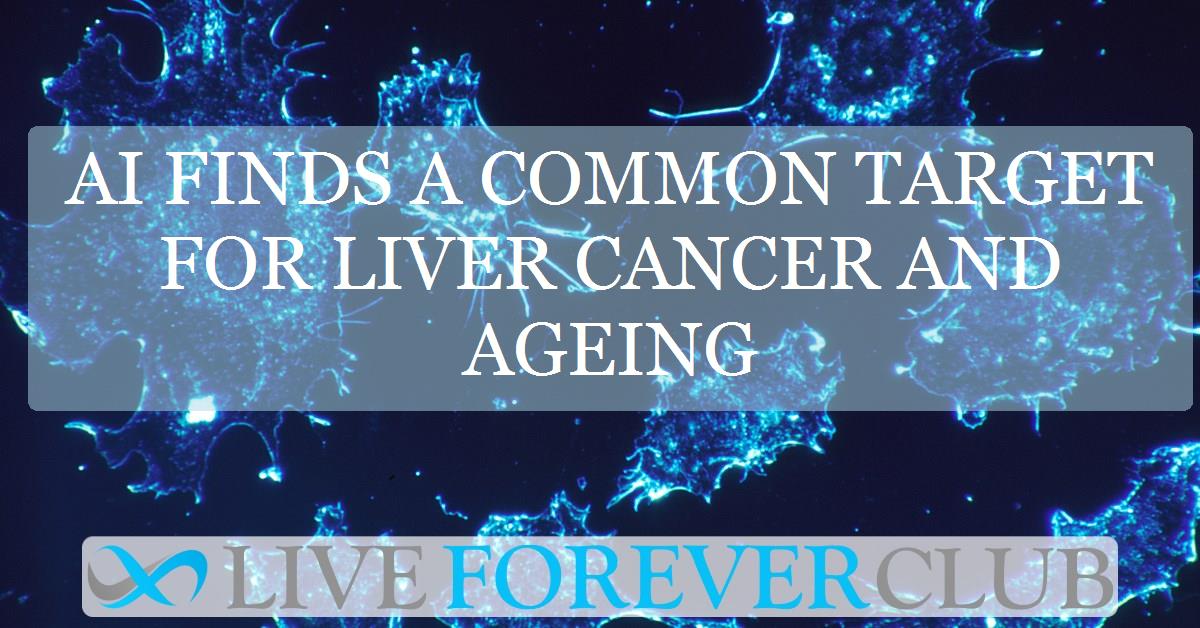 AI finds a common target for liver cancer and ageing