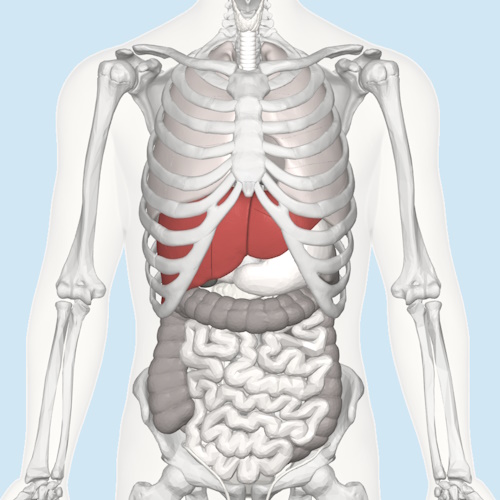 Blood-cleaning device could transform care for deadly liver failure