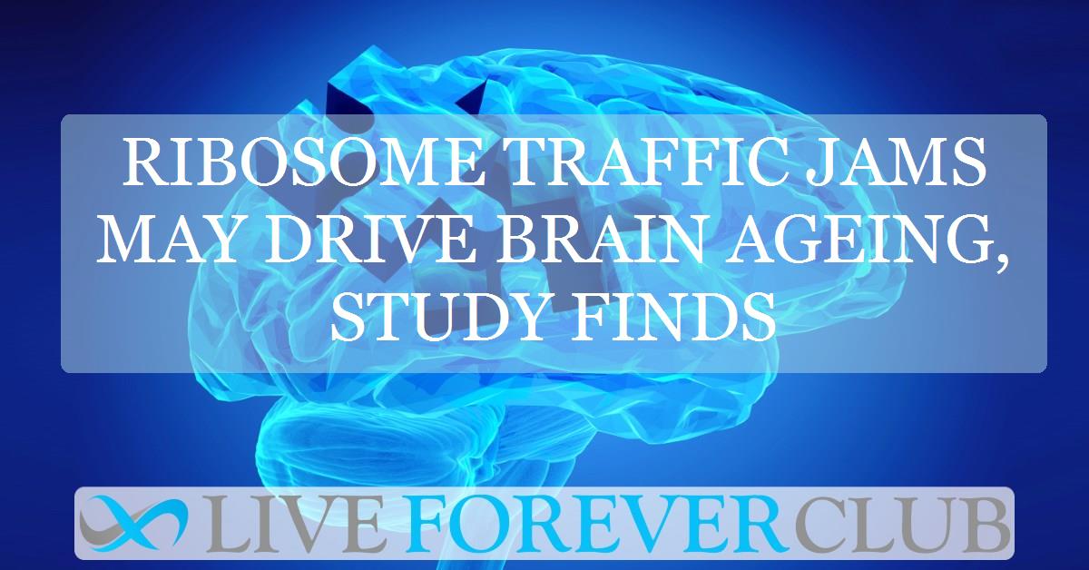 Ribosome traffic jams may drive brain ageing, study finds
