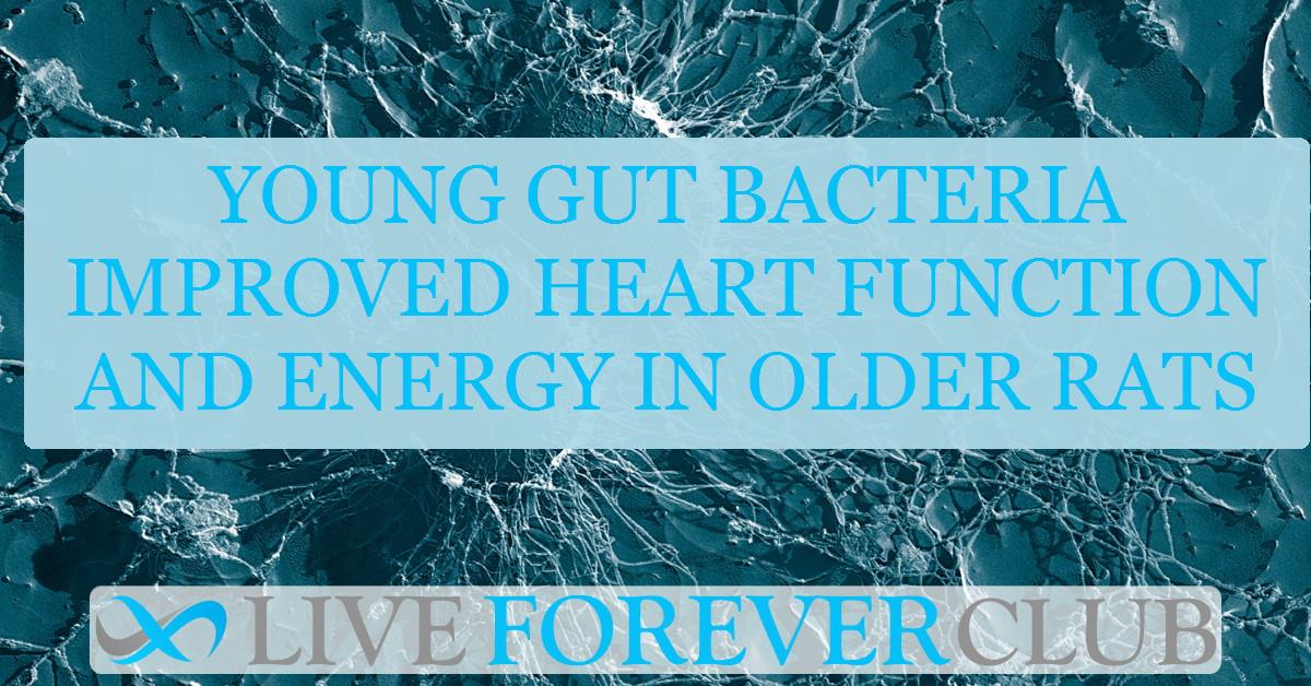 Young gut bacteria improved heart function and energy in older rats