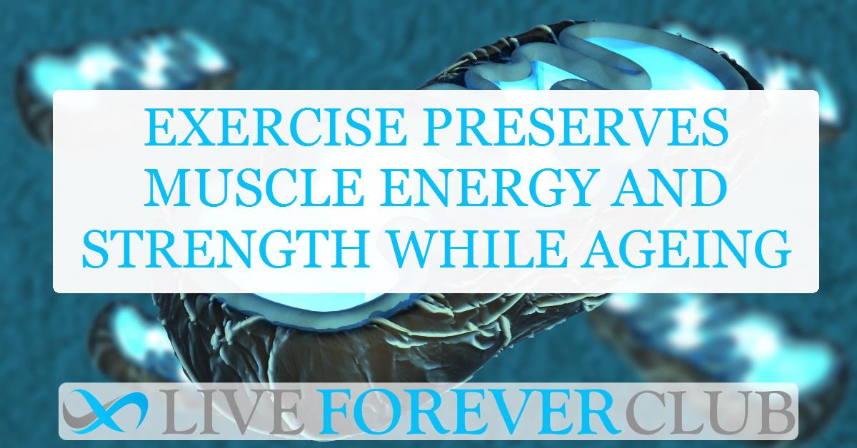 Exercise preserves muscle energy and strength while ageing