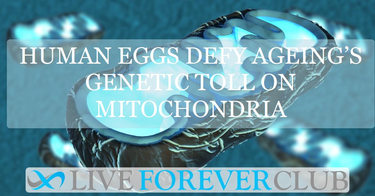 Human eggs defy ageing’s genetic toll on mitochondria