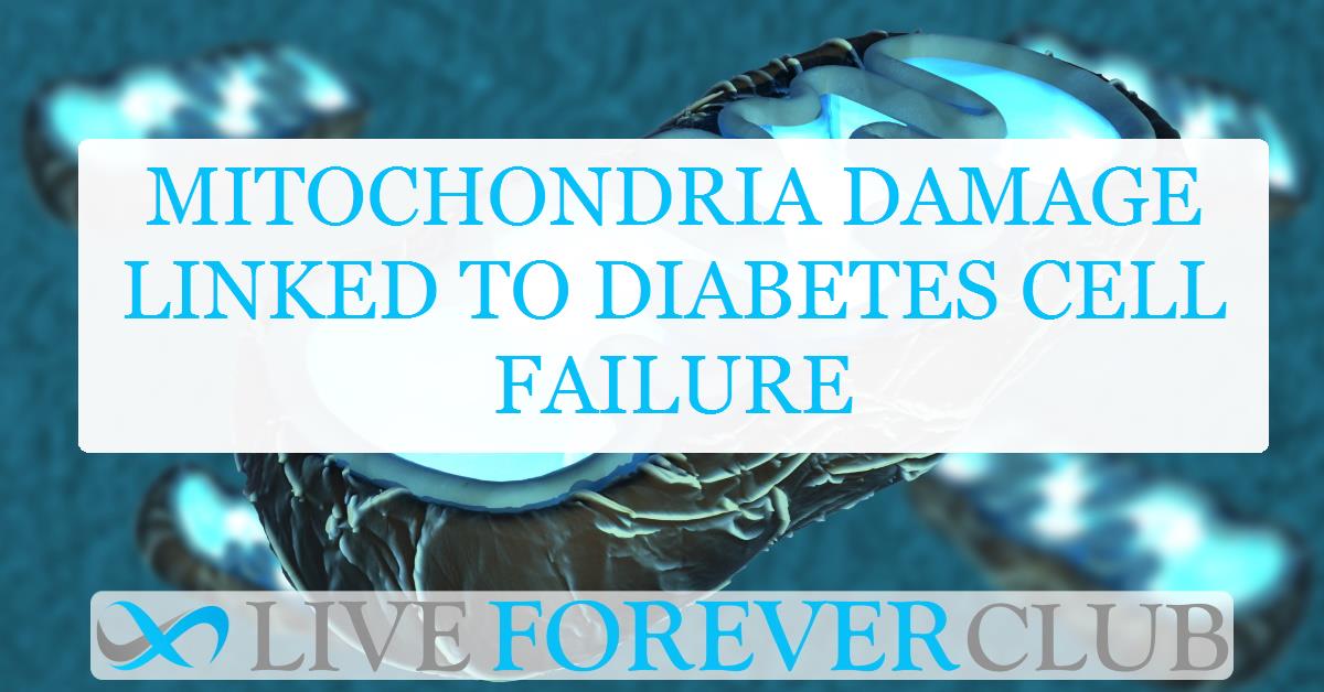 Mitochondria damage linked to diabetes cell failure