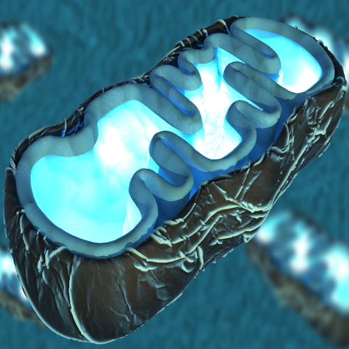 NASA’s Mitochondria Fix Could Boost Astronaut Health