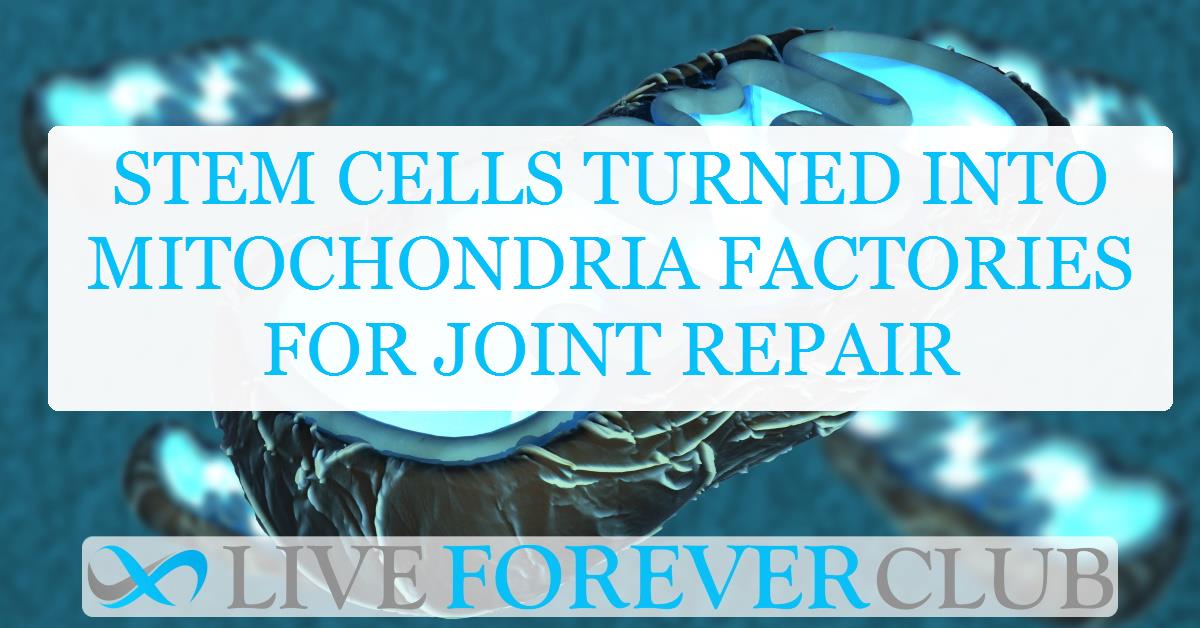 Stem cells turned into mitochondria factories for joint repair