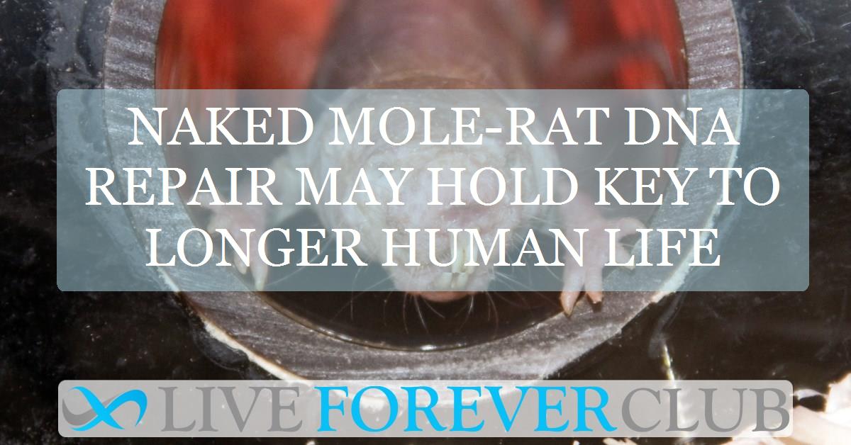 Naked mole-rat DNA repair may hold key to longer human life