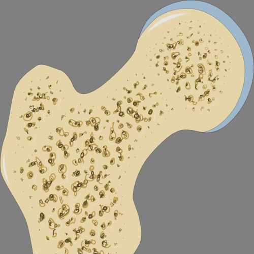 Low magnitude vibration to prevent/delay age-related bone loss in rats