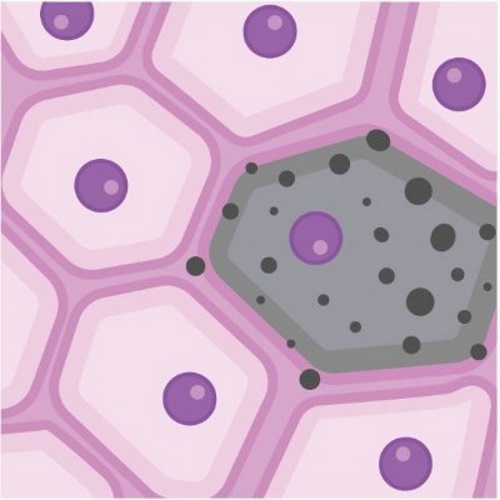 Cellular Senescence Network (SenNet) information and news
