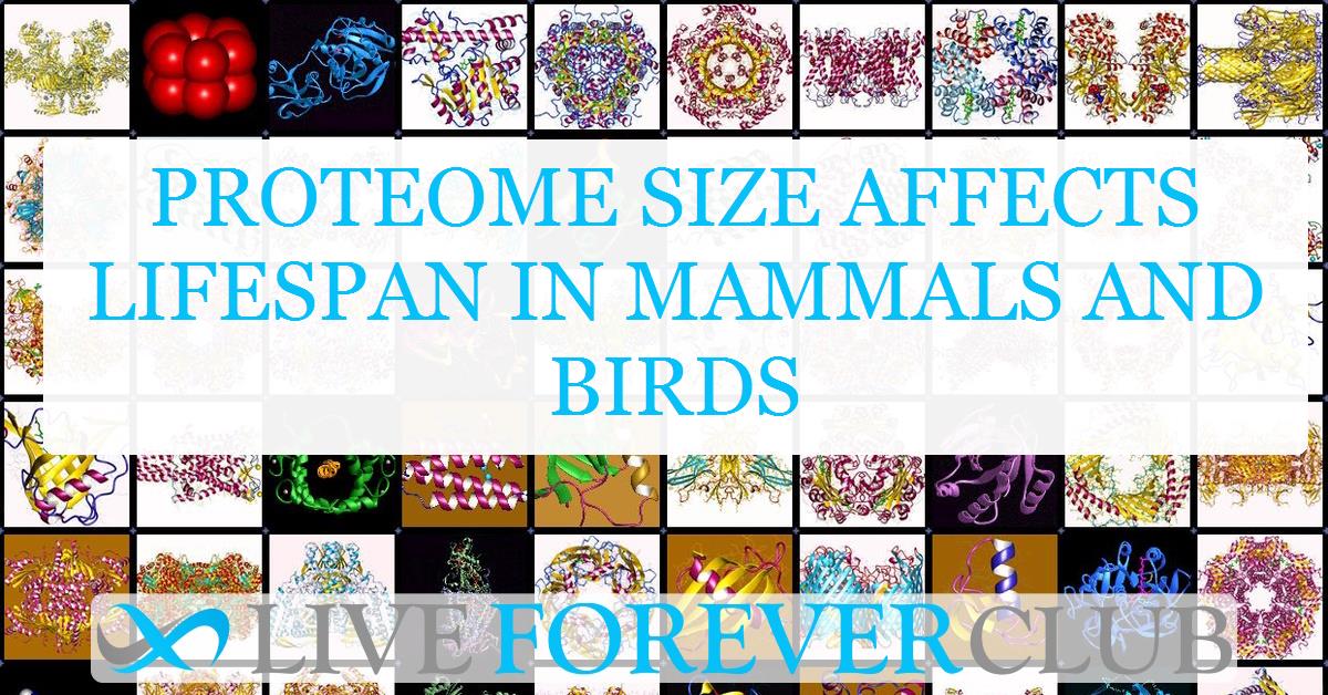 Proteome size affects lifespan in mammals and birds