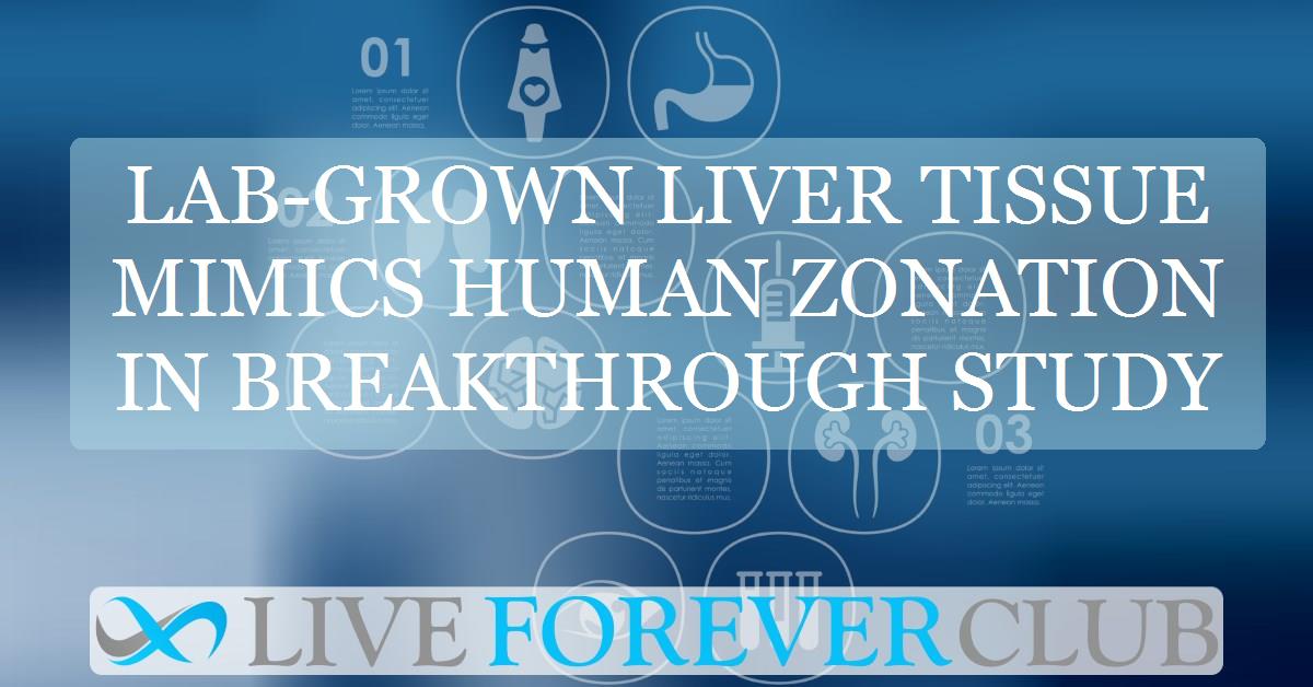 Lab-grown liver tissue mimics human zonation in breakthrough study