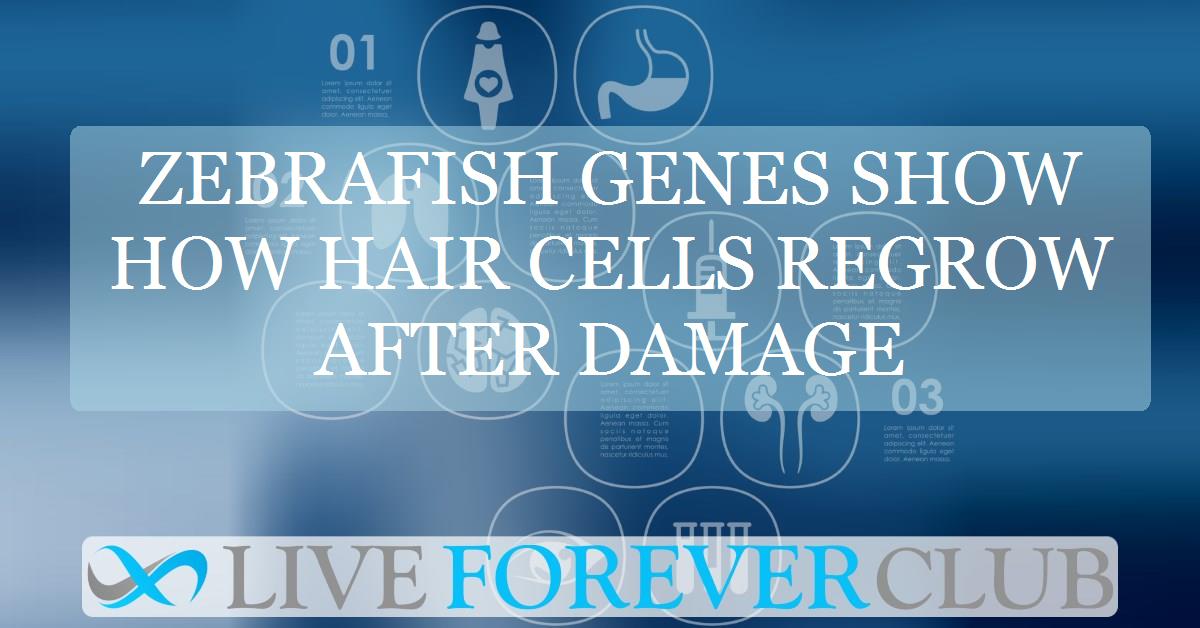 Zebrafish genes show how hair cells regrow after damage