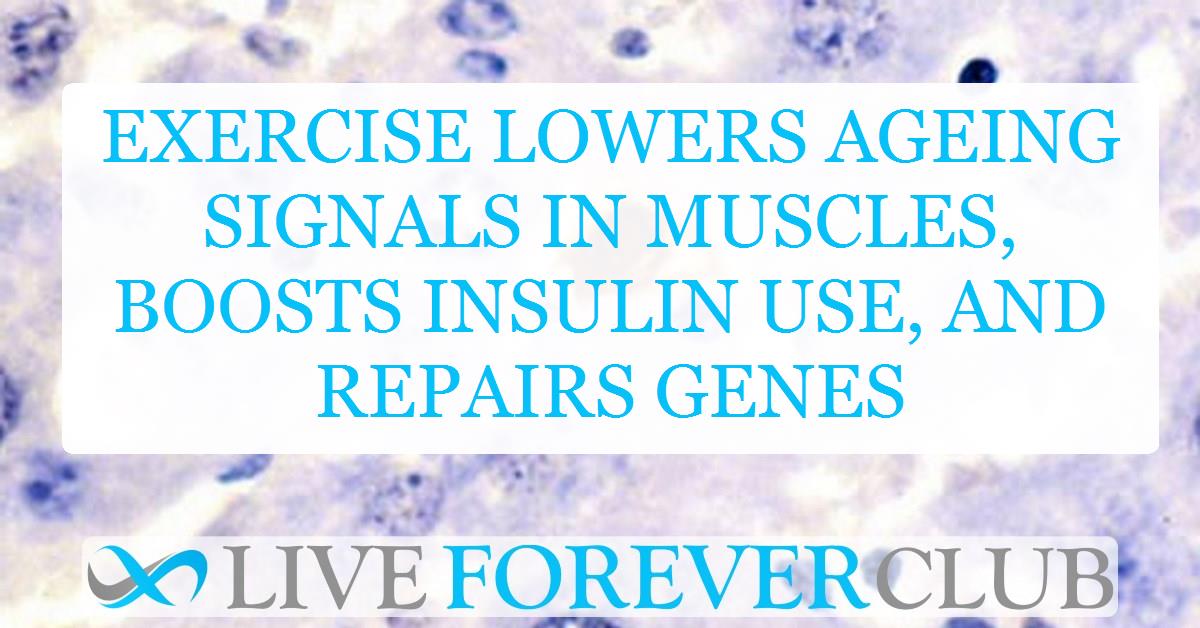 Exercise lowers ageing signals in muscles, boosts insulin use, and repairs genes