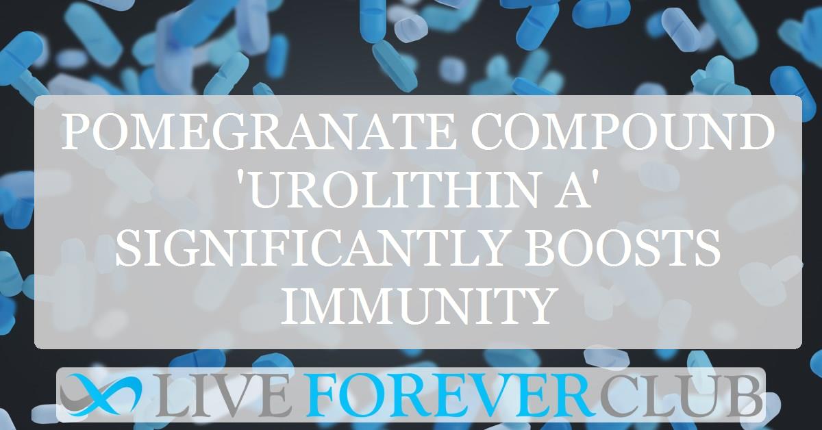 Pomegranate compound 'urolithin A' significantly boosts immunity