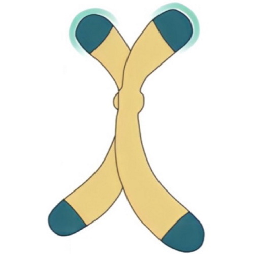 Scientists launch trial to make ageing immune cells young again