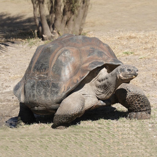 Galapagos giant tortoises kill damaged cells to resist cancer and ageing