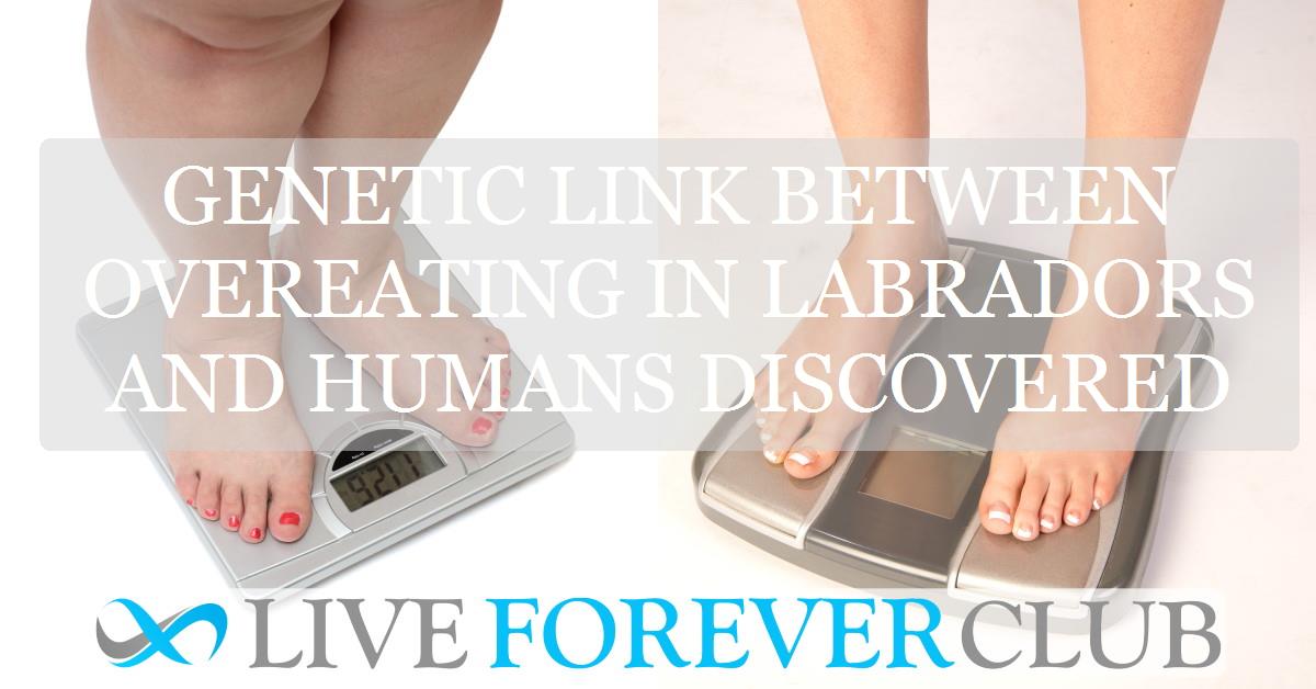 Genetic link between overeating in labradors and humans discovered