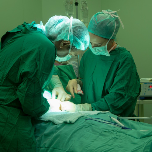 Surgeons test pig lung transplant in landmark experiment