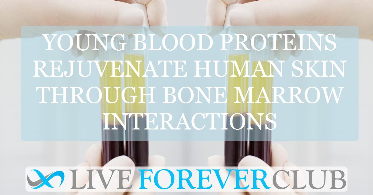 Young blood proteins rejuvenate human skin through bone marrow interactions